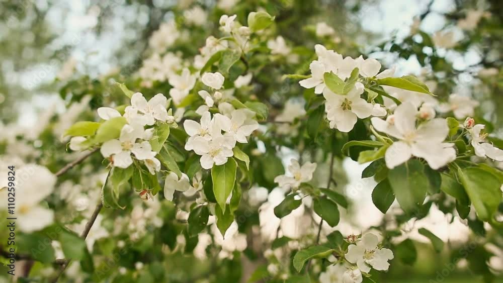 Blossom apple over nature background, spring flowers. Blossom apple over nature background, spring flowers.