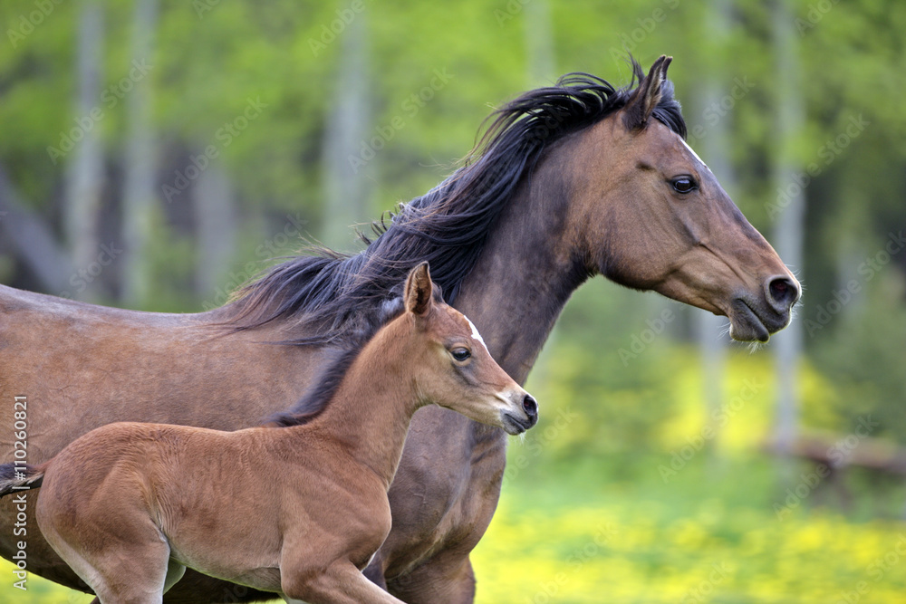 Bay mare and Foal running together at pasture Bay mare and Foal running together at pasture