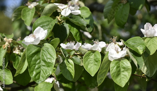 Canvas Print cognassier...floraison