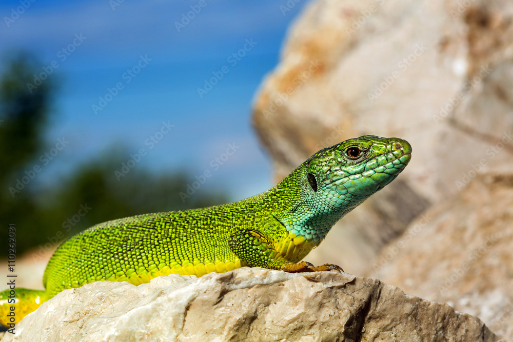 Green lizard - Lacerta viridis Green lizard - Lacerta viridis