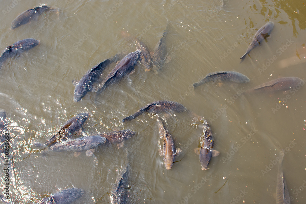 Fototapeta premium carp in water