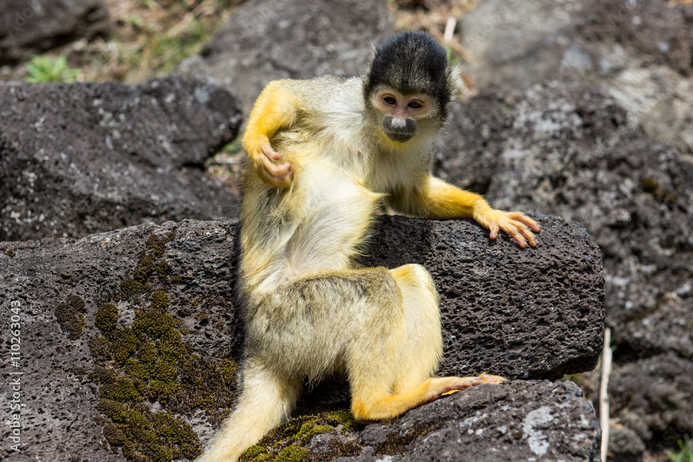 Obraz premium Squirrel Monkey 