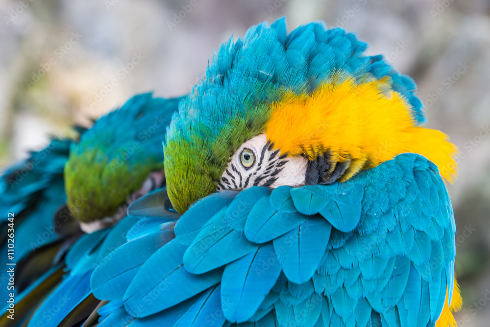 Fototapeta premium Parrots