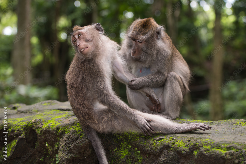 Monkey male and female in a forest near Ubud, Bali