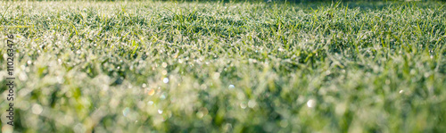 Wallpaper Mural hoarfrost on a green grass of a lawn Torontodigital.ca