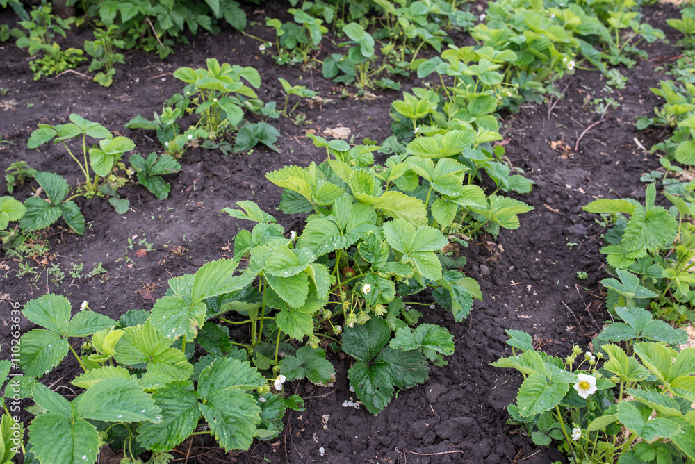 agriculture, strawberries, flowers, bush, garden, agriculture, strawberries, flowers, bush, garden,