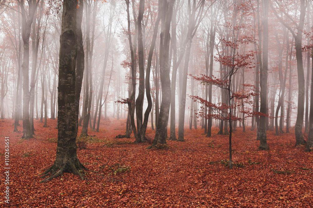 Strange fog in the forest