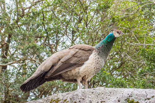 Peacock © Jason Lovell