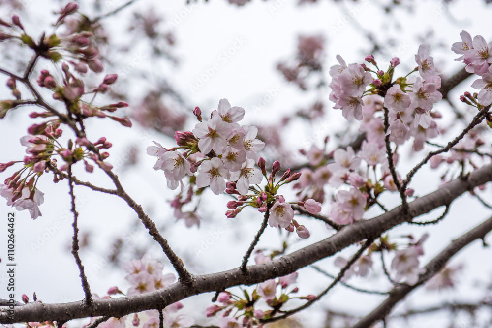 Cherry Blossom flowers