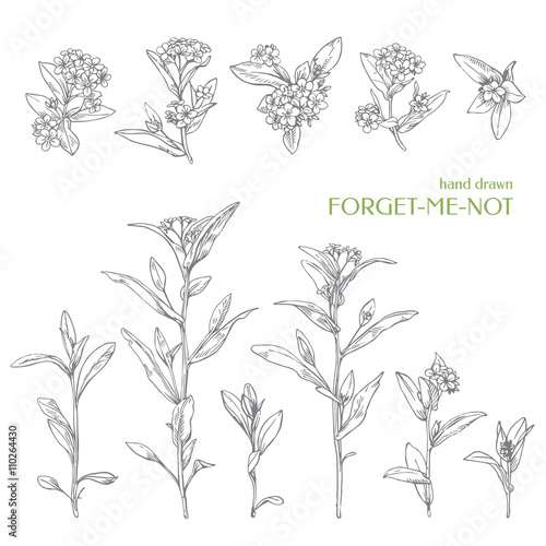 Hand drawn flower. Forget-me-not.