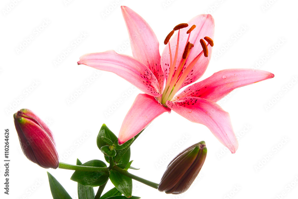 Fototapeta premium Pink lily