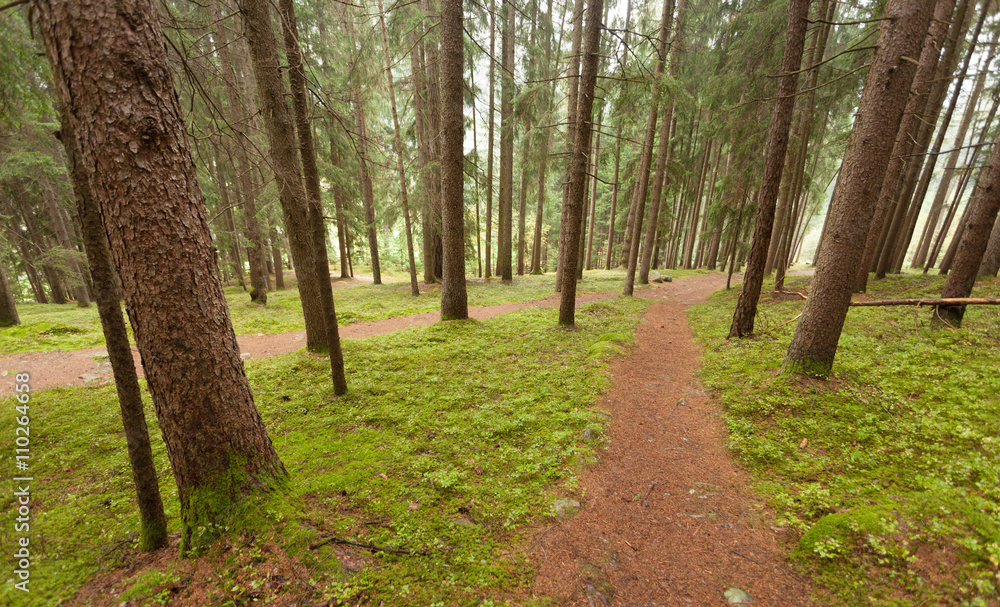 A single alpine path splits in two different directions. A single alpine path splits in two different directions.