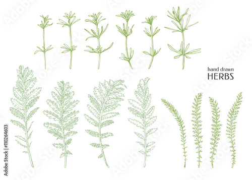 Hand drawn herbs. Vector weed.
