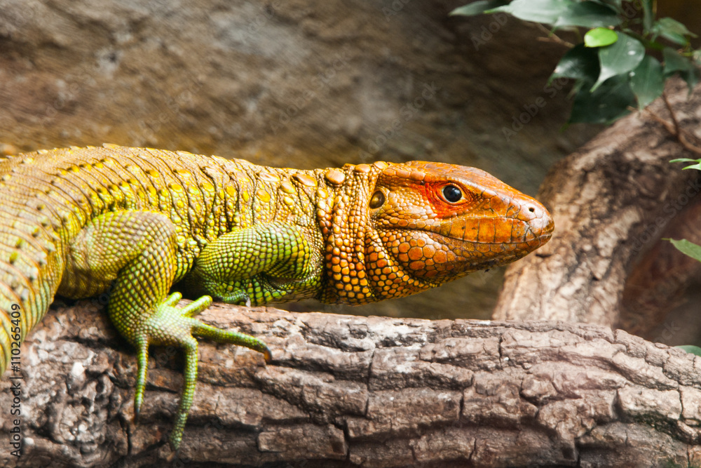 Naklejka premium Northern caiman lizard sitting on the tree