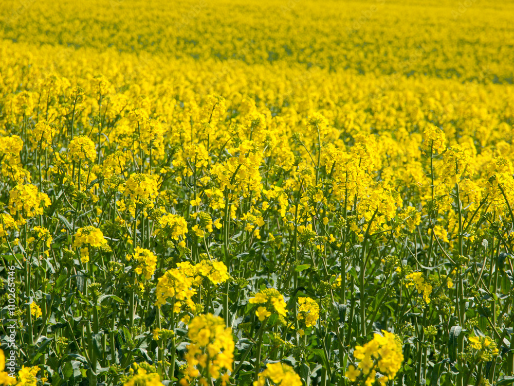 Yellow field of rape plant