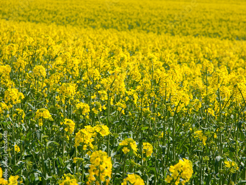 Yellow field of rape plant © pyty