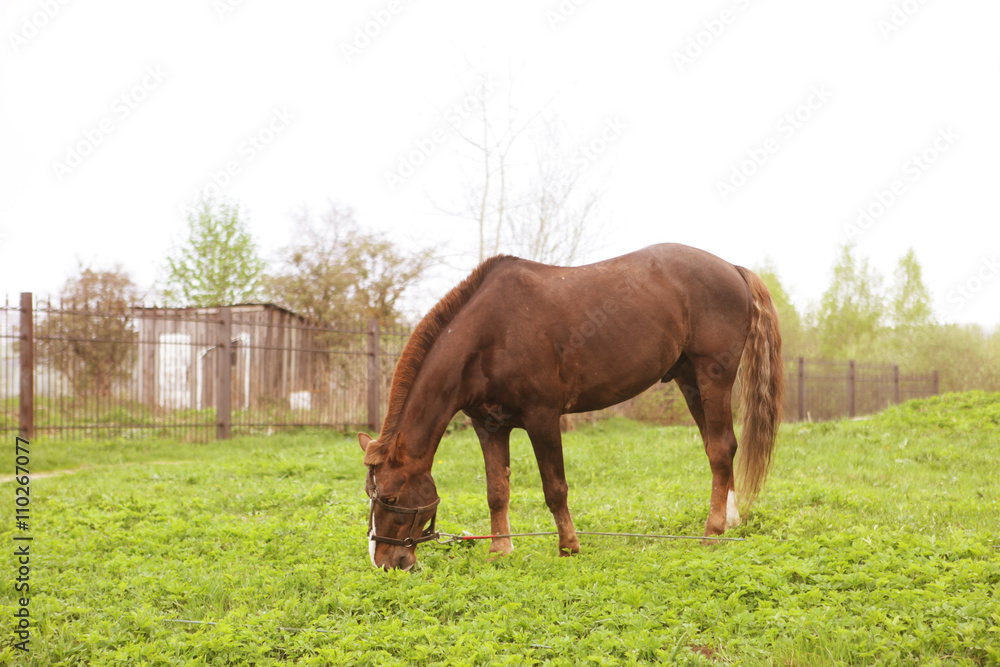 Portrait of nice  horse