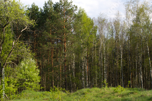 Birch grove on border with Belarus and Russia. Located in Ukraine  Sumy region  Polissya 