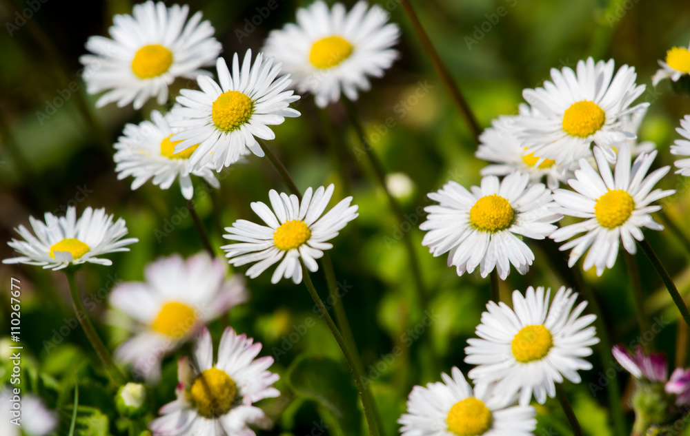 Daisy flower Daisy flower