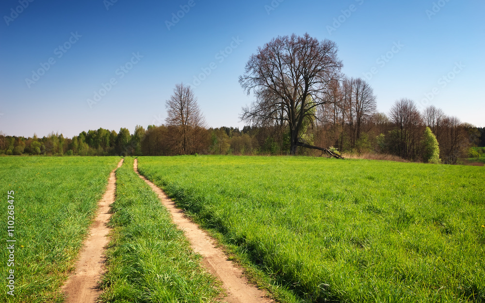 Beautiful spring landscape with field, country road and trees