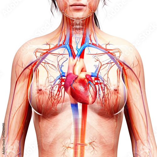 Female cardiovascular system, artwork