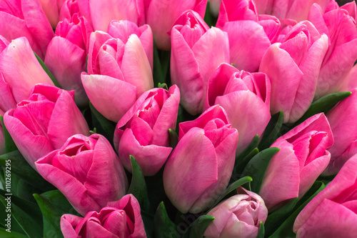 Holiday Bouquet, pink tulips.