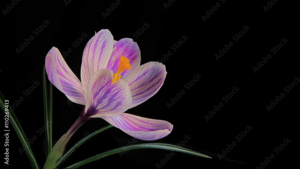 Flower Blooming Timelapse Flower Blooming Timelapse