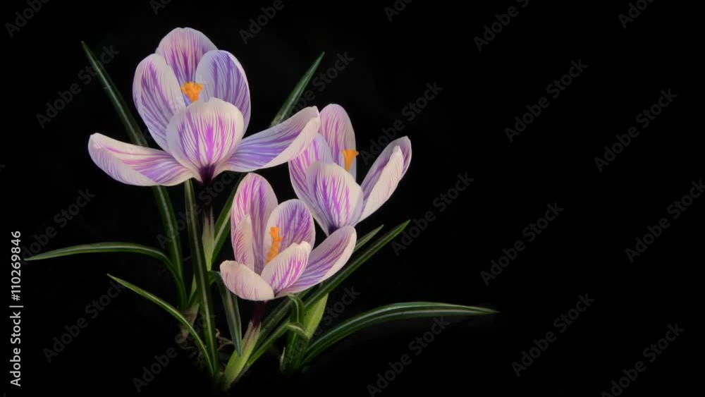 Flowers Blooming Timelapse Flowers Blooming Timelapse