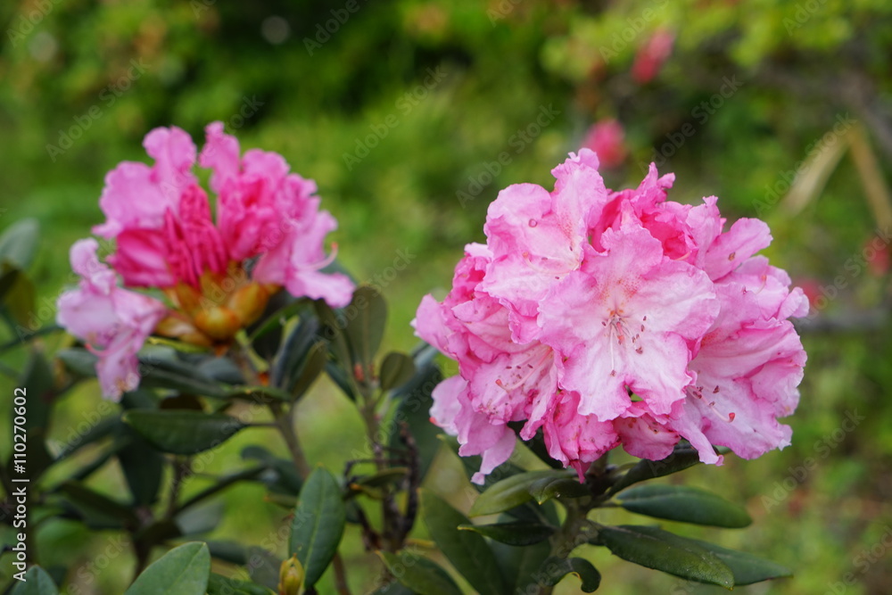 Obraz premium しゃくなげ