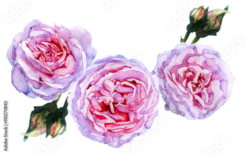Картината върху платно watercolor sketch: rose on a white background