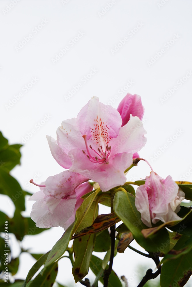 Obraz premium しゃくなげ