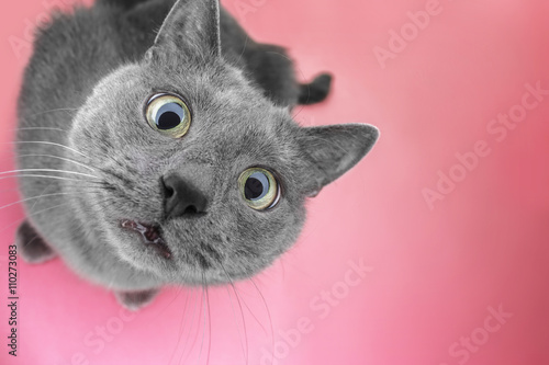 grey cat sitting on the pink background looking at camera