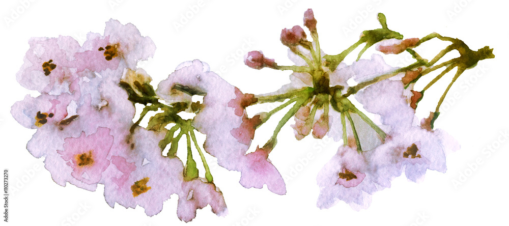 Obraz premium watercolor spring cherry blossoms