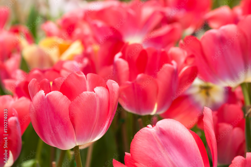 Tulips Tulips