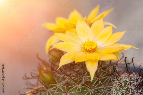 Cactus flowers