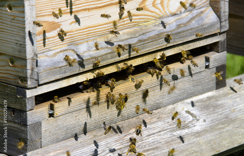 Bienen am Bienenstock