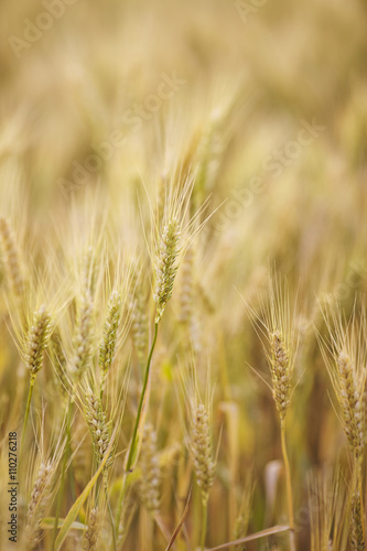 Wheat field. © Studio Romantic