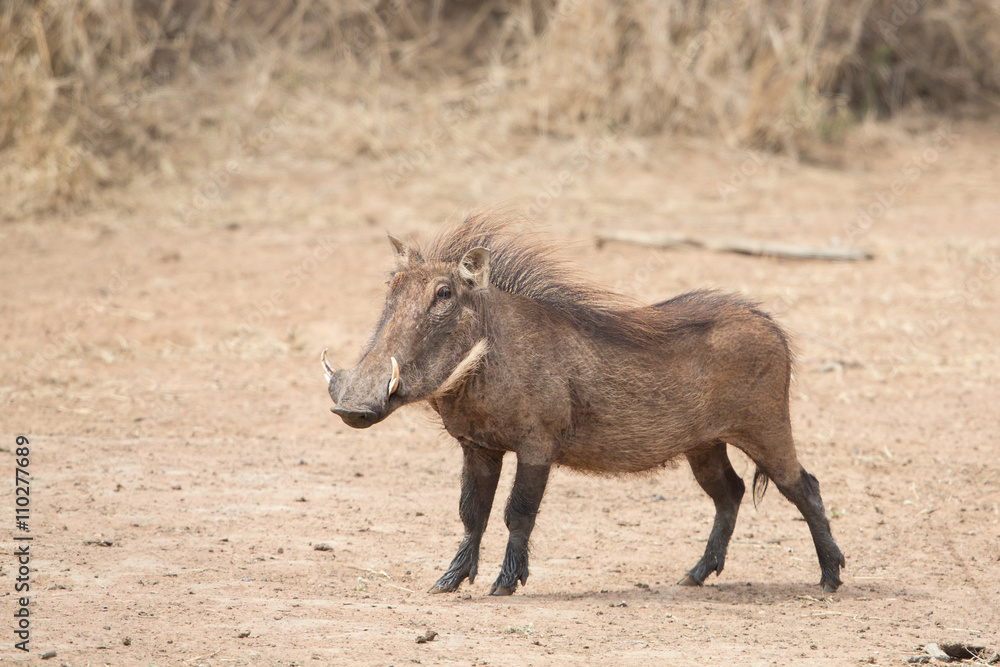 Common warthog (Phacochoerus africanus), Kruger Park, South Africa Common warthog (Phacochoerus africanus), Kruger Park, South Africa