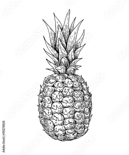 Vector hand drawn pineapple. Summer fruit engraved style illustr