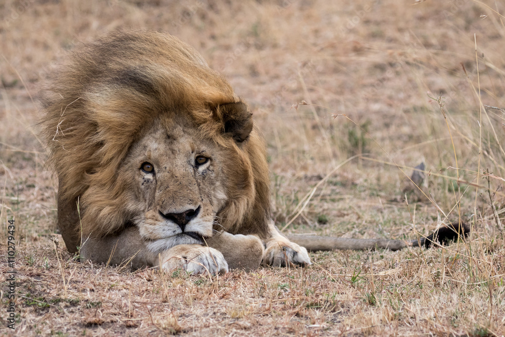 Lion lying in grass taken in the Masai Mara in Kenya Lion lying in grass taken in the Masai Mara in Kenya