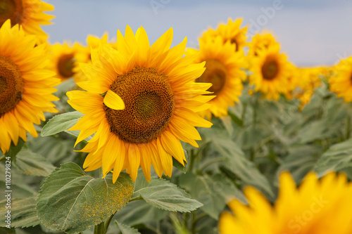 Field of sunflowers © tachinskamarina