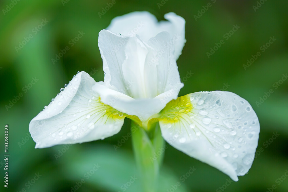 Obraz premium White beautiful iris flower close up