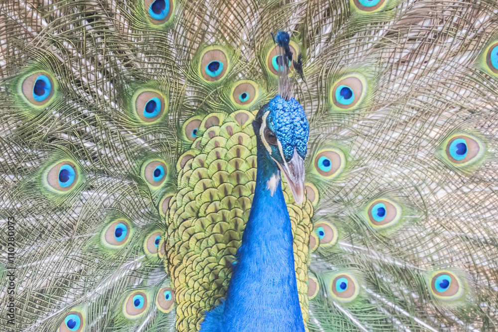 Obraz premium Pavo cristatus, Indian peafowl