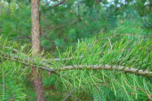 green pine tree branch in coniferous forest 