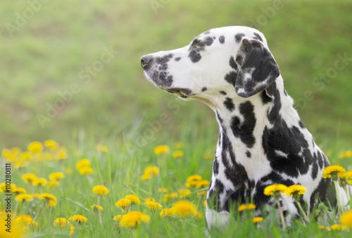 Cute happy dalmatian dog puppy laying on fresh summer grass