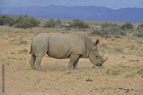 White Rhinoceros on the plain's of South Africa
