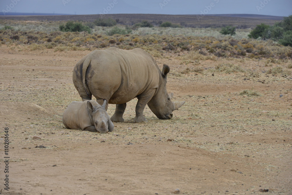 White Rhinoceros on the plain's of South Africa
White Rhinoceros on the plain's of South Africa