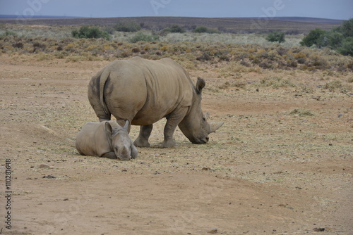 White Rhinoceros on the plain's of South Africa   © paulbriden