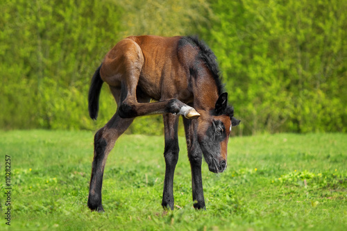 Little foal in the meadow 