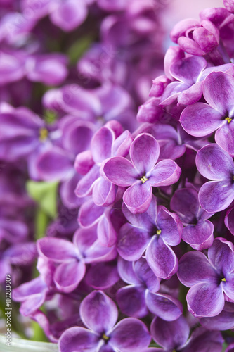Blooming lilac flowers. Macro photo. © Mira Drozdowski